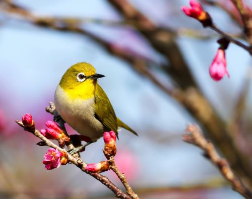 花鳥画